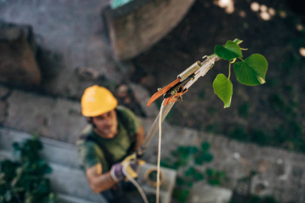 How Our Tree Care Process Works  in  Clifton, IL