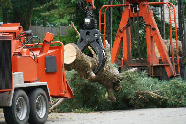 Leaf Removal in Clifton, IL