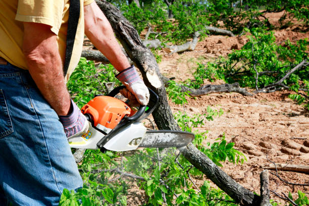 Best Tree Removal  in Clifton, IL